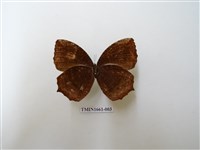 藏品(藍紋鋸眼蝶)的圖片